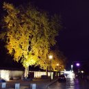 딜루디움 이미지