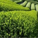 보스헤어 이미지