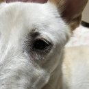 신월라온동물의료센터 네이버블로그