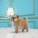 도그마루 강아지고양이 인천논현점 이미지