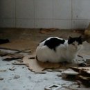 꿈꾸는고양이 이미지