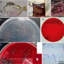 실버스캣(Selenotoca multifasciata)의 ɤ-용혈 Streptococcus iniae 이미지