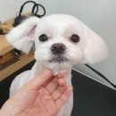 또오개 이미지
