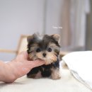 퍼피데일리 이미지