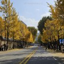 그랜드여관 | 서울 단풍명소 경복궁역 서촌 효자로 청와대 경복궁 데이트 단풍구경 서울 뚜벅이 단풍 산책 데이트하기...