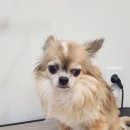 토비애견미용 이미지