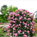 조선대학교 장미원 이미지