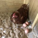 청미래 농장 이미지