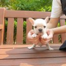 광주강아지분양 고양이분양 펫왕국 네이버블로그