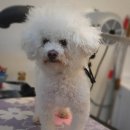 그루밍 펫 뷰티샵 이미지