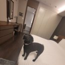 프레이저 플레이스 센트럴 서울 이미지