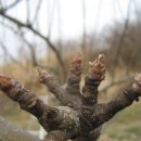 배골농장 이미지