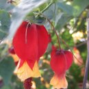 몸살리는 국선도 이미지