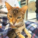 동물보육원 고양이 후원 카페 | 부천놀거리 고양이카페 댕댕냥냥 이용시간 입장료 주차