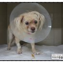 미드미 동물의료센터 이미지