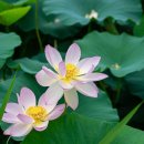 울미연꽃마을 이미지