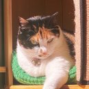 [내돈내산]<b>바램</b><b>팻</b>(VARRAM) 스마트 정수기 웰리(Well-E)/ 한 달 사용기