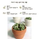부처님 오신날 기념 부모님께 무늬콩란 선물 드린 후기