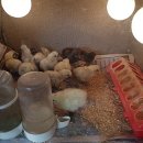 굿마루농장 이미지