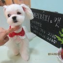 체리아로마테라피