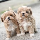 펫블리강아지&미라클고양이 이미지