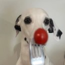 팔리아치