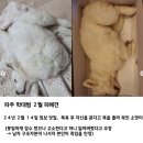 파주 입양 연쇄학대살해사건(내용,사진 잔인 주의) 서명 주소 있음 이미지