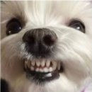 안치과의원 이미지