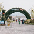 대원식자재 | 2024 마산가고파국화축제 일정 개화상황 셔틀버스 주차장 다녀온 후기