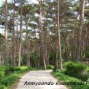 안면도자연휴양림 이미지