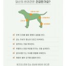 초록애견샵 이미지