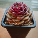 신디농장 이미지