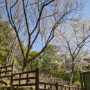 제주 신례리 왕벚나무 자생지 이미지