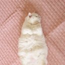 꽃띠 네이버블로그