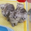 나비랑 바둑이 이미지