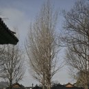 향교마을 | 전주 향교 입장료 주차 애견동반 등 다양한 정보 전해드려요