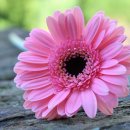 라피오레 이미지