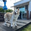 제주코기네 이미지