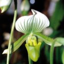 양난/파피오페딜룸(Paphiopedilum) 04/Paphiopedilum claile De Lunc "Van Belle(반벨)" 이미지