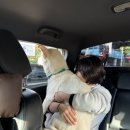 보담펫 | 25년 부산 벡스코 부산펫쇼 펫 페어 반려동물 박람회 무료로 다녀온 후기