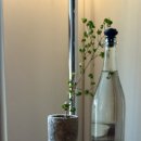 전통찻집영차 인근 | [싱가포르 차이나타운 카페] 불아사 뷰 전통찻집 SILK Tea Bar :: 구글평점 4.9 숨은 티바 솔직후기
