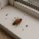 큰 바퀴벌레 없애는법 현실적인 해결책은 이겁니다