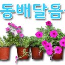 7번가왕족발 이미지