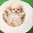 귀요미애견샵