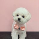 복이네 애견 미용 이미지