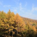 [11. 5 토요걷기] 춘천 채종원 고도트미 이깔나무숲 걷기 안내 이미지