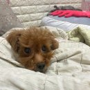 미진축산 감천점 | [남포동맛집,서면네일]백수일기