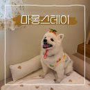 마롱스테이 | 마롱스테이 제주애견펜션 밖거리 연박 후기