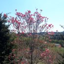 정품 붉은꽃 미산딸나무 이미지