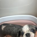 오월의 그루밍 이미지